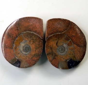 Bra Pris Mycket vackert Naturligt Konstverk Fossil 2 st/1 par Ammonit 51 gram Sågad Polerade Halvor Intressant Spännande Samlar Objekt från Marocko Köp Nu!