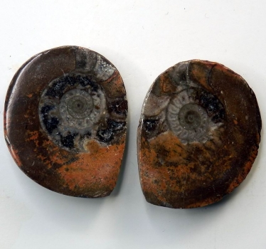 Bra Pris Mycket vackert Naturligt Konstverk Fossil 2 st/1 par Ammonit 44 gram Sågad Polerade Halvor Intressant Spännande Samlar Objekt från Marocko Köp Nu!