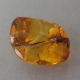 Bra Pris Sällsynt Sort av Äkta Bärnsten 3,88 carat Polerad Bit från Dominikanska Republiken Köp Nu!