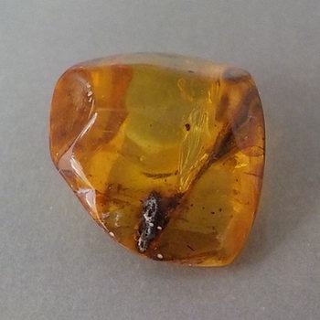 Bra Pris Sällsynt Sort av Äkta Bärnsten 3,88 carat Polerad Bit från Dominikanska Republiken Köp Nu!