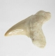 Bra Pris Snygg Samlarfossil Hajtand 6,30 gram Fint Formad från Marocko Köp Nu!