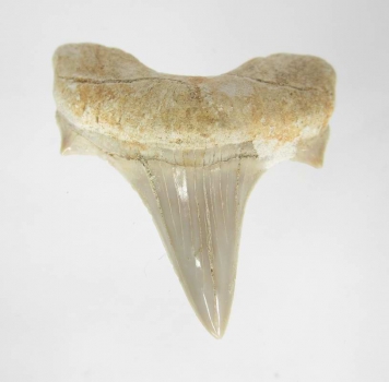 Bra Pris Snygg Samlarfossil Hajtand 10,95 gram Fint Formad från Marocko Köp Nu!