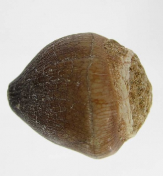 Bra Pris Spännande Fint Formad Tand från Mossasaurie 7,85 gram Hög Intressant Samlar Objekt från Marocko Köp Nu!