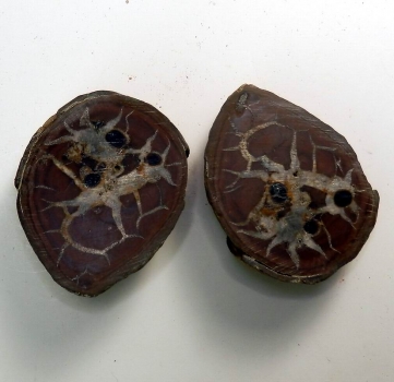 Bra Pris Mycket vackert Naturligt Konstverk Fossil 2 st/1 par Septarian Nodul 112 gram Sågad Polerade Halvor Intressant Spännande Samlar Objekt från Marocko Köp Nu!