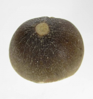 Bra Pris Spännande Fint Formad Tand från Mossasaurie 12,75 gram Hög Intressant Samlar Objekt från Marocko Köp Nu!