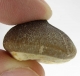 Bra Pris Spännande Fint Formad Tand från Mossasaurie 9,15 gram Hög Intressant Samlar Objekt från Marocko Köp Nu!