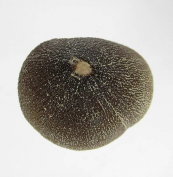 Bra Pris Spännande Fint Formad Tand från Mossasaurie 9,15 gram Hög Intressant Samlar Objekt från Marocko Köp Nu!