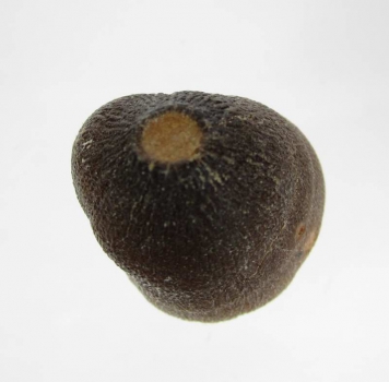Bra Pris Spännande Fint Formad Tand från Mossasaurie  10,35  gram Hög Intressant Samlar Objekt från Marocko Köp Nu!