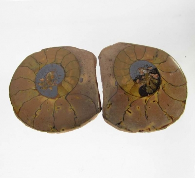Bra Pris Mycket vackert Naturligt Konstverk Fossil 2 st/1 par Ammonit 17,90 gram Sågad Polerade Halvor Intressant Spännande Samlar Objekt från Marocko Köp Nu!