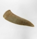 Bra Pris Enchodus Fossil Fisktand 5,75 gram Uppskattat 100 milj år gammal från Sahara, Marocko Köp Nu!