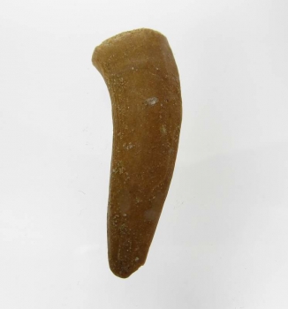 Bra Pris Enchodus Fossil Fisktand 4,80 gram Uppskattat 100 milj år gammal från Sahara, Marocko Köp Nu!