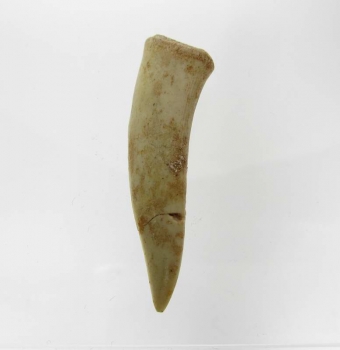 Bra Pris Enchodus Fossil Fisktand 3,80 gram Uppskattat 100 milj år gammal från Sahara, Marocko Köp Nu!