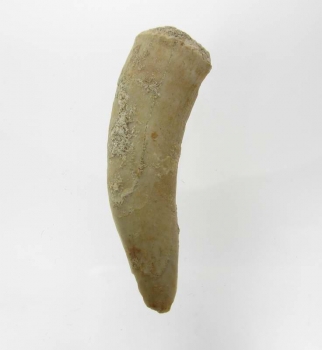 Bra Pris Enchodus Fossil Fisktand 6,30 gram Uppskattat 100 milj år gammal från Sahara, Marocko Köp Nu!