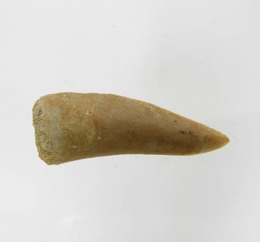 Bra Pris Enchodus Fossil Fisktand 2,45 gram Uppskattat 100 milj år gammal från Sahara, Marocko Köp Nu!