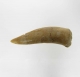 Bra Pris Enchodus Fossil Fisktand 5,40 gram Uppskattat 100 milj år gammal från Sahara, Marocko Köp Nu!