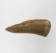 Bra Pris Enchodus Fossil Fisktand 2,85 gram Uppskattat 100 milj år gammal från Sahara, Marocko Köp Nu!