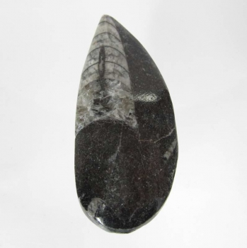 Bra Pris Intressant Marmorerad Ortoceratit 25,75 gram Polerat Samlarobjekt från Marocko Köp Nu!