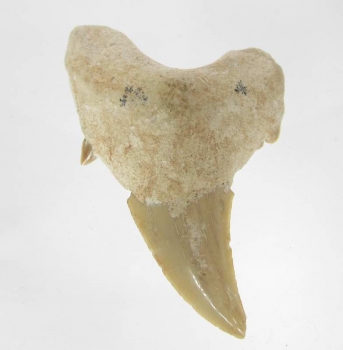 Bra Pris Snygg Samlarfossil Hajtand 18,55 gram Fint Formad från Marocko Köp Nu!