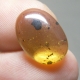 Bra Pris Mycket Sällsynt Burmit med Insekt 2,05 carat Oval Cabochon Världens Äldsta Bärnsten fr Burma Köp Nu!