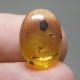 Bra Pris Mycket Sällsynt Burmit med Insekt 2,05 carat Oval Cabochon Världens Äldsta Bärnsten fr Burma Köp Nu!
