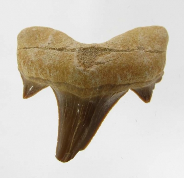 Bra Pris Snygg Samlarfossil Hajtand 8,40 gram Fint Formad från Marocko Köp Nu!