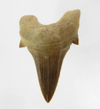 Bra Pris Snygg Samlarfossil Hajtand 11,50 gram Fint Formad från Marocko Köp Nu!