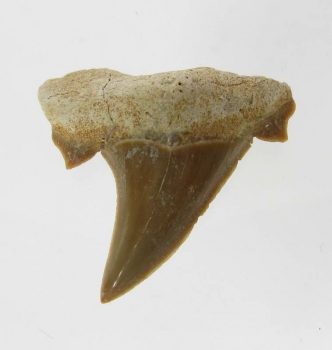 Bra Pris Snygg Samlarfossil Hajtand 4,65 gram Fint Formad från Marocko Köp Nu!