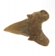 Bra Pris Snygg Samlarfossil Hajtand 8,20 gram Fint Formad från Marocko Köp Nu!