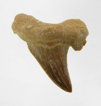 Bra Pris Snygg Samlarfossil Hajtand 6,55 gram Fint Formad från Marocko Köp Nu!