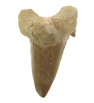 Bra Pris Snygg Samlarfossil Hajtand 14,70 gram Fint Formad från Marocko Köp Nu!