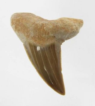 Bra Pris Snygg Samlarfossil Hajtand 7,15 gram Fint Formad från Marocko Köp Nu!