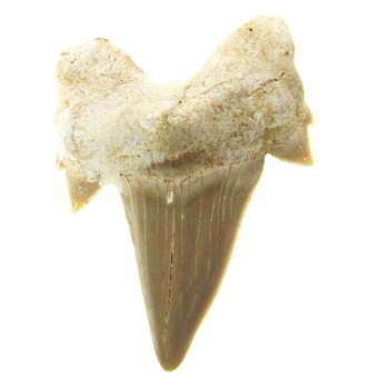 Bra Pris Snygg Samlarfossil Hajtand 5,85 gram Fint Formad från Marocko Köp Nu!
