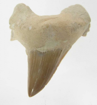 Bra Pris Snygg Samlarfossil Hajtand 16,40 gram Fint Formad från Marocko Köp Nu!