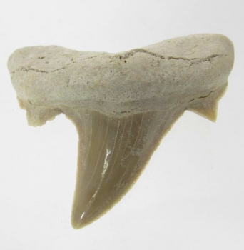 Bra Pris Snygg Samlarfossil Hajtand 11,45 gram Fint Formad från Marocko Köp Nu!