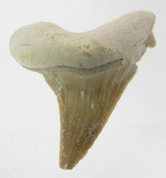 Bra Pris Snygg Samlarfossil Hajtand 8,40 gram Fint Formad från Marocko Köp Nu!