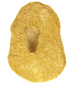 Bra Pris Mycket Spännande Fint Formad Tand från  Mossasaurie 94 gram Inbäddad i Porös Sandsten Hög Intressant Samlar Objekt från Marocko Köp Nu!