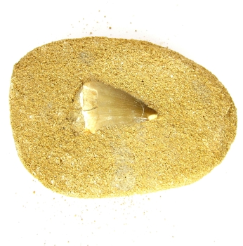 Bra Pris Mycket Spännande Fint Formad Tand från  Mossasaurie 114 gram Inbäddad i Porös Sandsten Hög Intressant Samlar Objekt från Marocko Köp Nu!