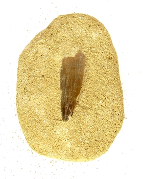 Bra Pris Mycket Spännande Fint Formad Tand från  Mossasaurie 81 gram Inbäddad i Porös Sandsten Hög Intressant Samlar Objekt från Marocko Köp Nu!