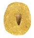 Bra Pris Mycket Spännande Fint Formad Tand från  Mossasaurie 103 gram Inbäddad i Porös Sandsten Hög Intressant Samlar Objekt från Marocko Köp Nu!