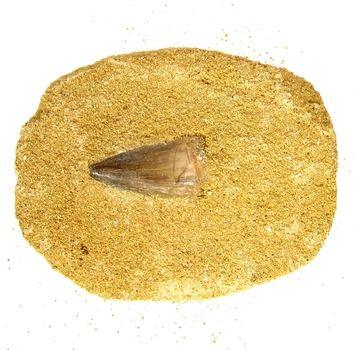 Bra Pris Mycket Spännande Fint Formad Tand från  Mossasaurie 103 gram Inbäddad i Porös Sandsten Hög Intressant Samlar Objekt från Marocko Köp Nu!