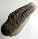 Bra Pris Hög Intressant Välformad Mycket Vacker Fossil Trilobit 292 gram Naturlig Helt Exemplar med Matrix Perfekt Exklusivt Samlar Objekt från Marocko Köp Nu!