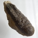 Bra Pris Hög Intressant Välformad Mycket Vacker Fossil Trilobit 292 gram Naturlig Helt Exemplar med Matrix Perfekt Exklusivt Samlar Objekt från Marocko Köp Nu!