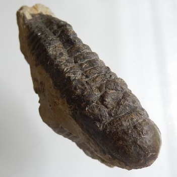 Bra Pris Hög Intressant Välformad Mycket Vacker Fossil Trilobit 292 gram Naturlig Helt Exemplar med Matrix Perfekt Exklusivt Samlar Objekt från Marocko Köp Nu!