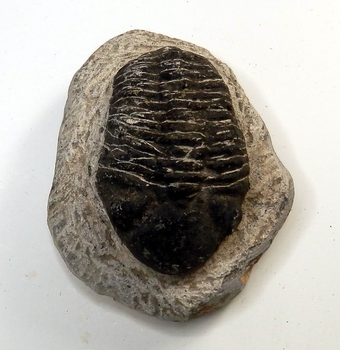 Bra Pris Hög Intressant Ytterst Välformad Mycket Vacker Fossil Trilobit 338 gram Naturlig Helt Exemplar med Matrix Perfekt Exklusivt Samlar Objekt från Marocko Köp Nu!