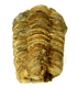 Bra Pris Hög Intressant Välformad Fossil Trilobit 81 gram Naturlig Frigjord Exemplar Obehandlad Trevligt Samlar Objekt från Marocko Köp Nu!