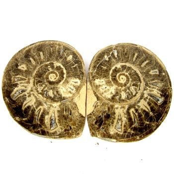 Bra Pris Mycket vackert Naturligt Konstverk Fossil 2 st/1 par Ammonit 262 gram Sågad Polerade Halvor Intressant Spännande Samlar Objekt från Marocko Köp Nu!