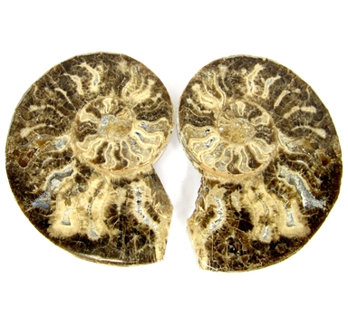 Bra Pris Mycket vackert Naturligt Konstverk Fossil 2 st/1 par Ammonit 151 gram Sågad Polerade Halvor Intressant Spännande Samlar Objekt från Marocko Köp Nu!