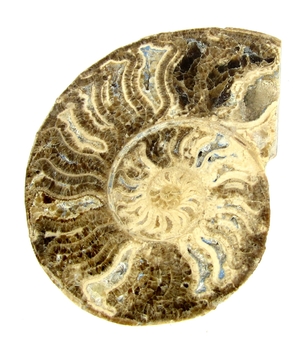 Bra Pris Mycket vackert Naturligt Konstverk Fossil Ammonit 140 gram Sågad Polerad Halva Intressant Spännande Samlar Objekt från Marocko Köp Nu!