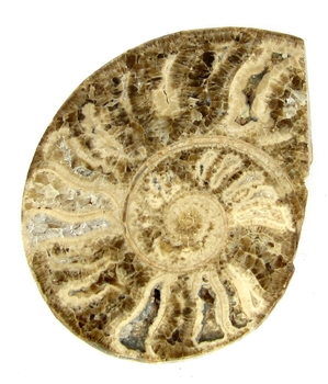 Bra Pris Mycket vackert Naturligt Konstverk Fossil Ammonit 63 gram Sågad Polerad Halva Intressant Spännande Samlar Objekt från Marocko Köp Nu!