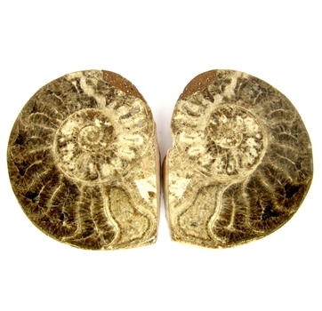 Good Price Very Beautiful Natural Artwork Fossil 2 pcs/1 pair Ammonite 184 gram Sawn Polished Half´s Interesting Exciting Collectible Item from Morocco Buy Now!